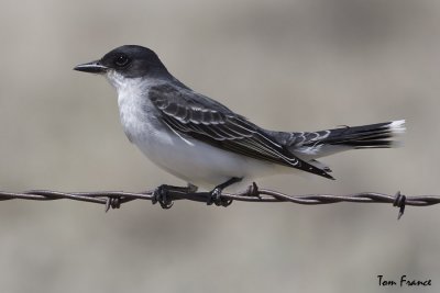 eastern_kingbird