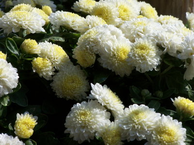 Yellow and White Chrysanthemums