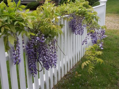 Wisteria - Martha's Vineyard 100_8405.JPG