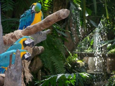 Parrots with Waterfall