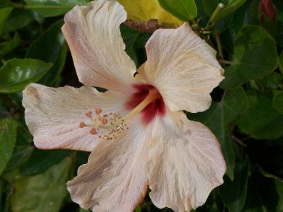 Pale Yellow Hibiscus Flower
