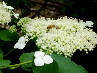 Bee on Queen Anne's Lace