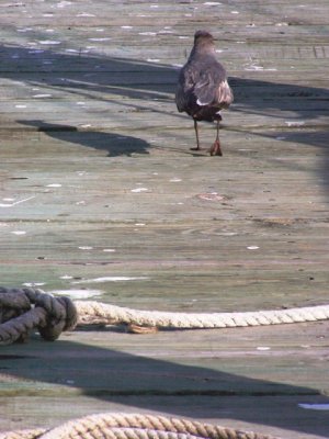 Seagull on Pier