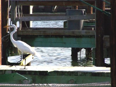 Egret