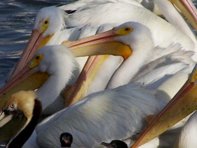 Pelicans