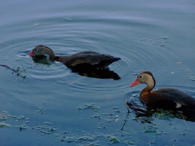 Ducks at Hermann Park