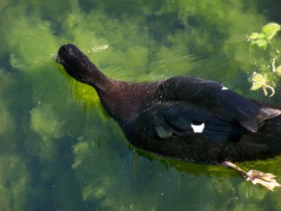 Duck at Hermann Park