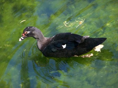 Duck at Hermann Park