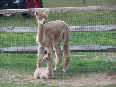 Island Alpaca