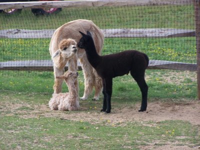 Island Alpaca