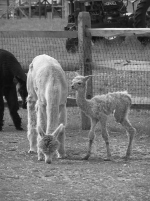 Island Alpaca