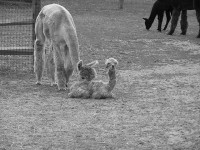 Island Alpaca