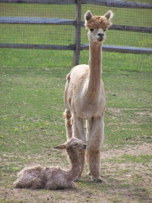 Island Alpaca