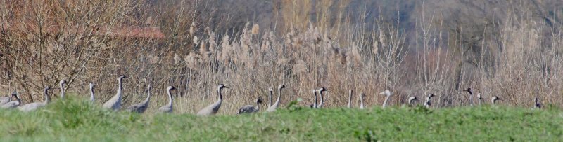 Crane (Grus grus)