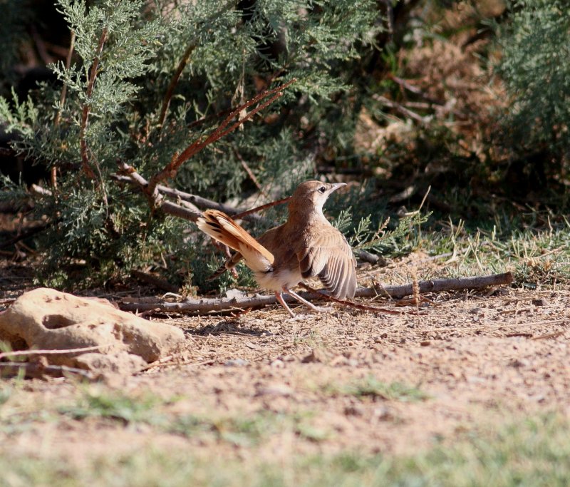 Rufous Bush Robin (Cercotrichas galactotes)