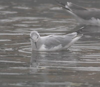 Bonaparte's Gull (Larus philadelphia)