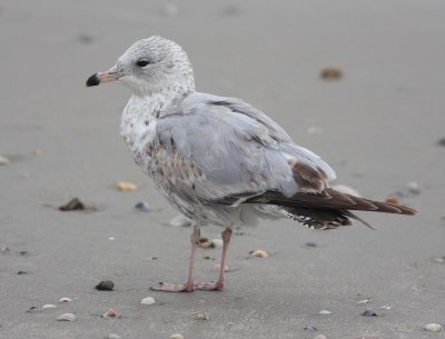 ring_billed_gull