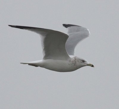 Ring-billed Gull (Larus delawarensis)