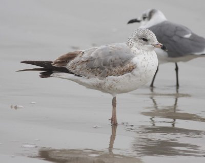 Ring-billed Gull (Larus delawarensis)