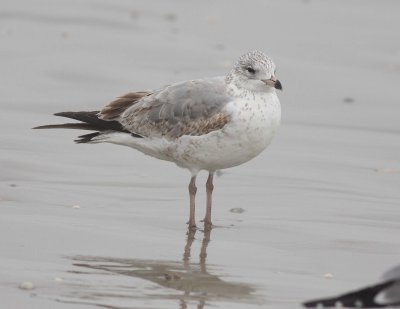 Ring-billed Gull (Larus delawarensis)