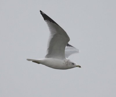 Ring-billed Gull (Larus delawarensis)
