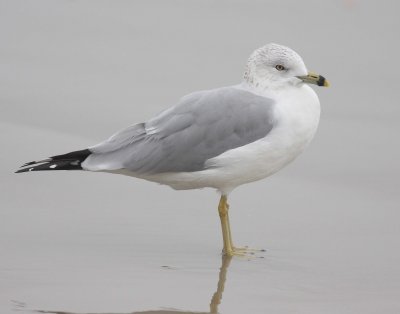 Ring-billed Gull (Larus delawarensis)