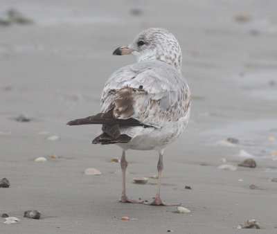 Ring-billed Gull (Larus delawarensis)