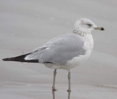 Ring-billed Gull (Larus delawarensis)