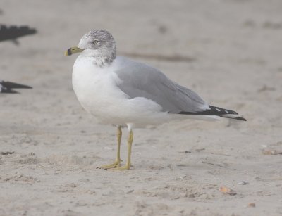 Ring-billed Gull (Larus delawarensis)