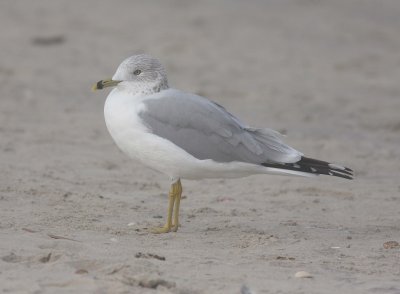 Ring-billed Gull (Larus delawarensis)