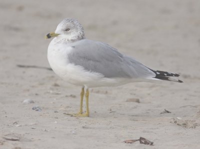 Ring-billed Gull (Larus delawarensis)