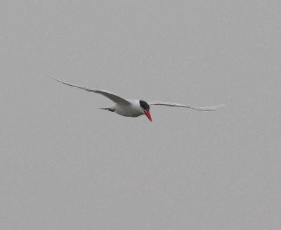 terns_and_skimmers