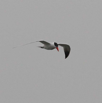 Caspian Tern (sterna caspia)