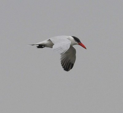 Caspian Tern (sterna caspia)