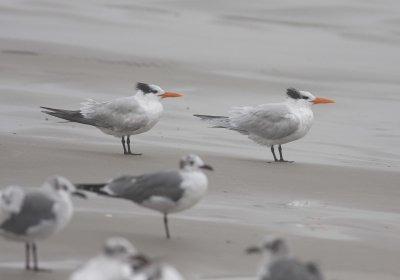 Royal Tern (Sterna maxima)