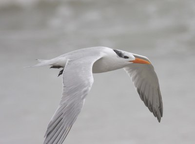 Royal Tern (Sterna maxima)