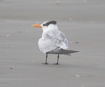 Royal Tern (Sterna maxima)