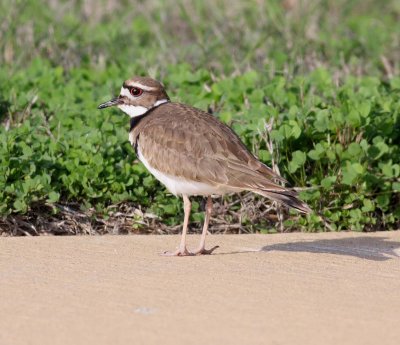 killdeer