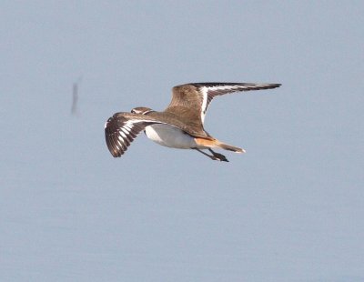 Killdeer (Charadrius vociferus)