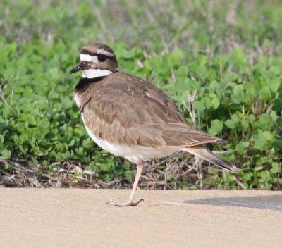 Killdeer (Charadrius vociferus)