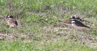 Killdeer (Charadrius vociferus)