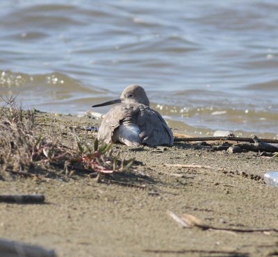 Willet (Catoptrhorus semipalmatus)