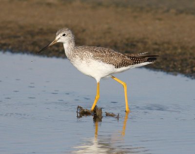 Greater Yellowlegs (Tringa melanoleuca)