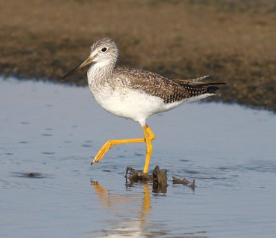 Greater Yellowlegs (Tringa melanoleuca)