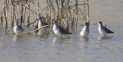 Lesser Yellowlegs (Tringa flavipes)