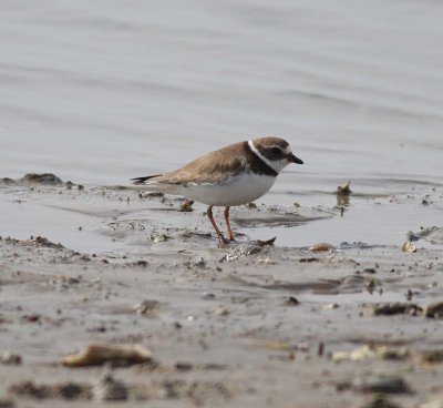 Semipalmated Plover (Charadrius semipalmatus)