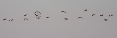 Marbled Godwit (Limosa fedoa)