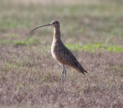 long-billed_curlew