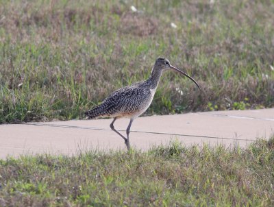 Long-billed Curlew (Numenius americanus)