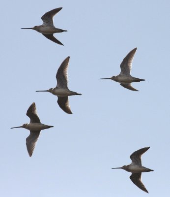 Short-billed Dowitcher (Limnodromus griseus)